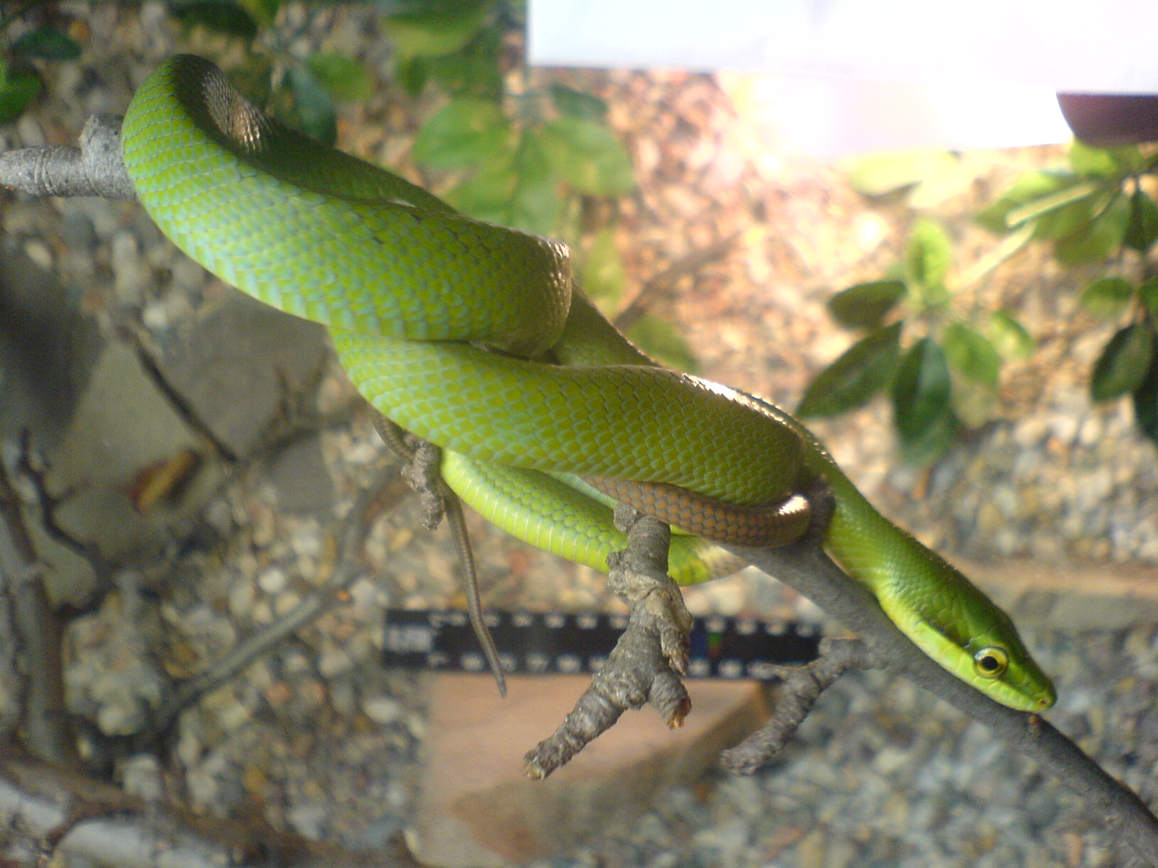 Gonyosoma 07